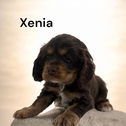 puppy, for, sale, Cocker Spaniel, Joe & Cherri  Overlease, dog, breeder, Miller, MO, dog-breeder, puppy-for-sale, forsale, nearby, find, puppyfind, locator, puppylocator, aca